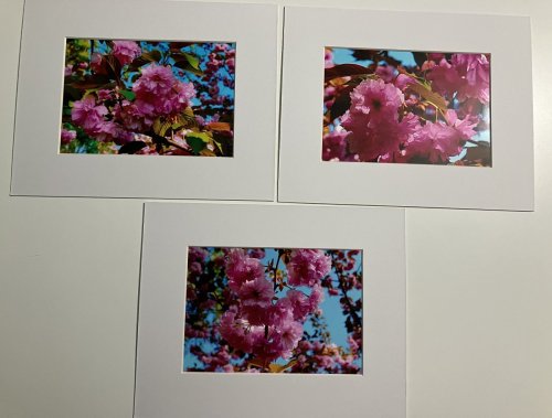 Cherry Blossoms Photographs