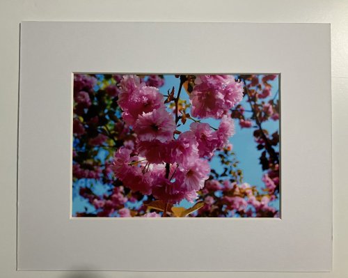 Cherry Blossoms Photographs