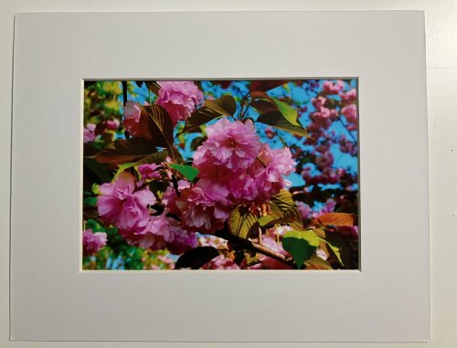 Cherry Blossoms Photographs