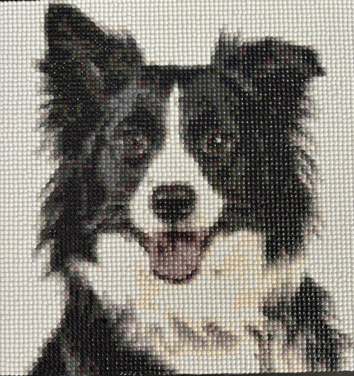 Border Collie Diamond Painting 